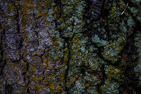 tree trunk with moss thumbnail