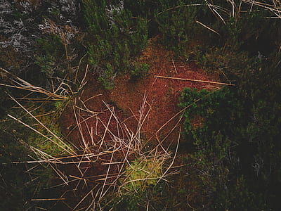 aerial photography of forest thumbnail