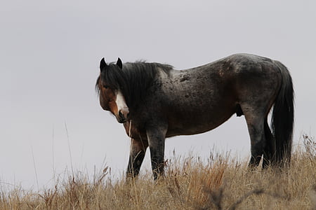 black horse on grass land thumbnail
