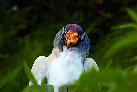 shallow focus photography of multicolored bird thumbnail
