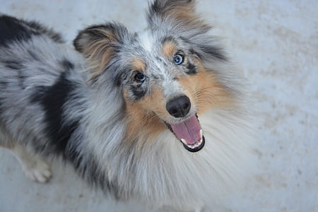 adult white and black Australian shepherd thumbnail