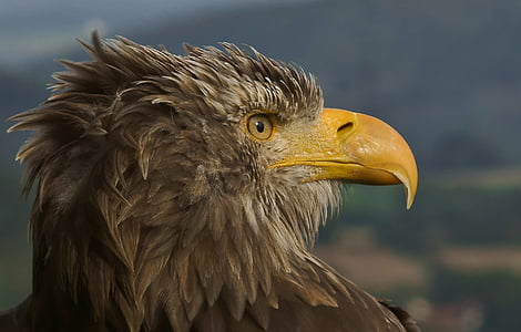 photo of brown and yellow eagle thumbnail