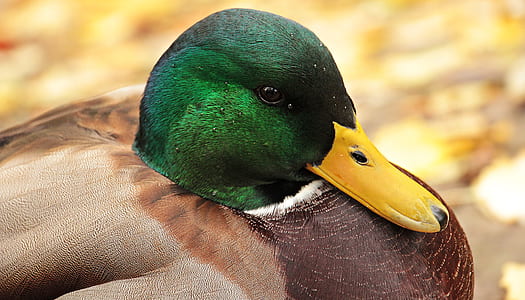 drake, duck, duck bird, autumn, water bird, bird thumbnail