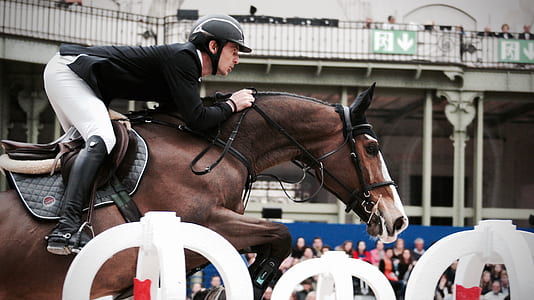 equestrian photo thumbnail