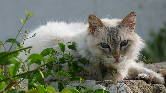 white and gray cat near the green leaf plant thumbnail