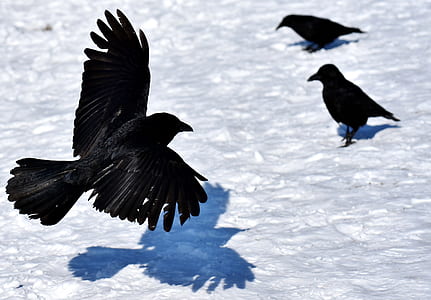 three crows during daytime thumbnail