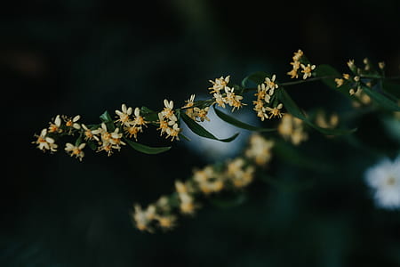 yellow flowers on green leafed plant thumbnail