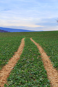 white and green area rug thumbnail