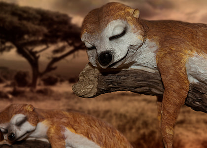 close-up photography of two meerkats sleeping thumbnail