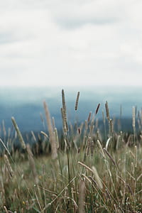 photo of grass field thumbnail