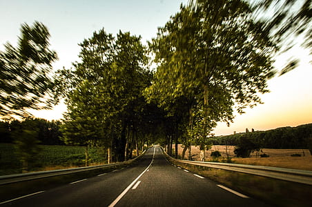 gray asphalt road surrounded by trees thumbnail