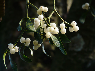 selective focus photo of white cherry and green leaf tree thumbnail