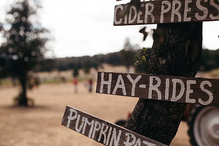 three brown wooden signboards mounted on tree \ thumbnail