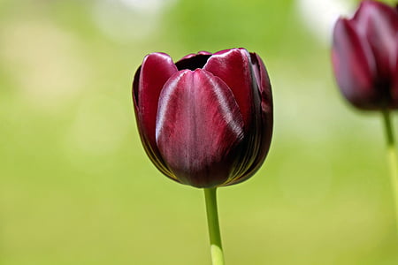 tilt shift photography red flower thumbnail
