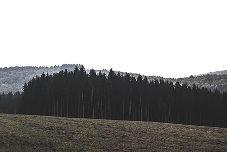 pine trees near mountain thumbnail