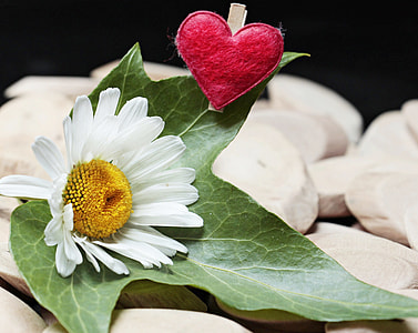 selective focus photography of Daisy flower on green maple leaf beside heart cushion placed on wooden slab thumbnail