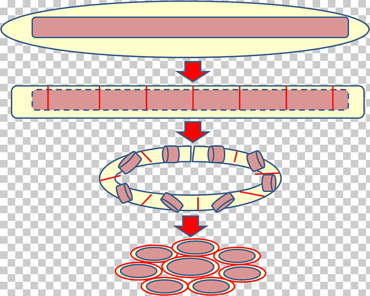 donuts bread dough wheat flour chapathi png clipart free cliparts uihere ui here