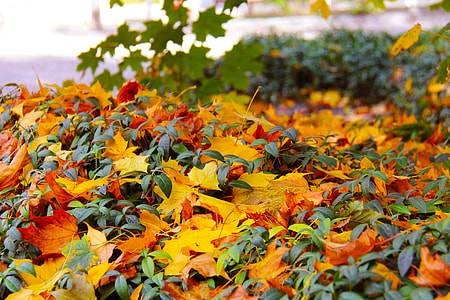 dried leaves on ground thumbnail