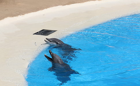 time lapse photography of two black dolphins in water thumbnail
