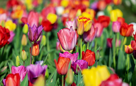bed of tulips thumbnail