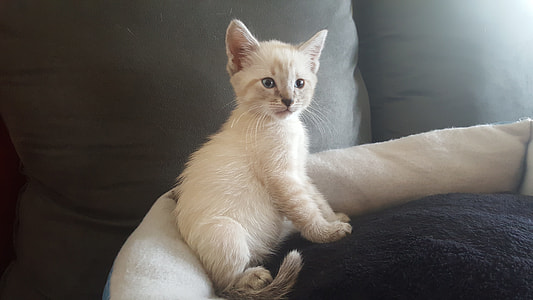 close up white kitten thumbnail