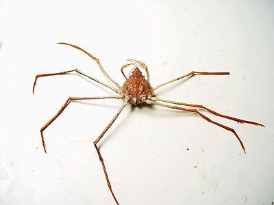 Anasimus latus - an Atlantic Ocean Crab thumbnail
