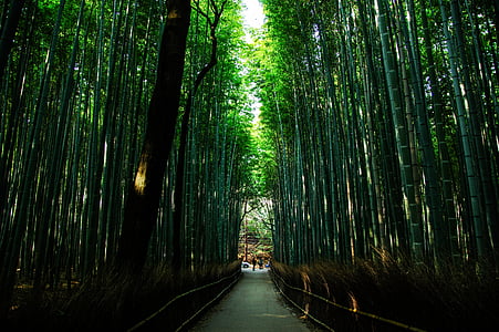 low angle photography of bridge in forest at daytime thumbnail