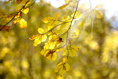 orange and green leaf tree thumbnail