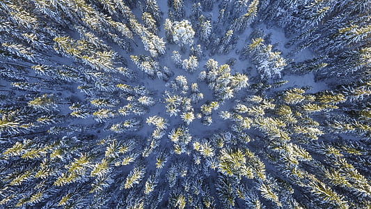 green pine trees areal photography thumbnail