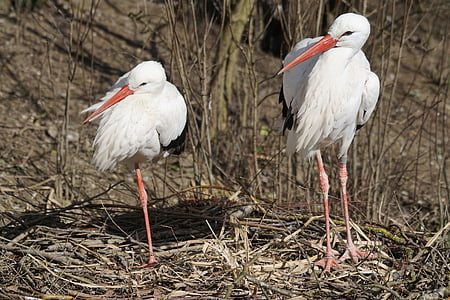 selective focus photography of two white storks thumbnail