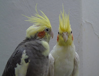 two cockatiels next to each others thumbnail