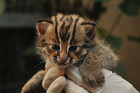 Taiwan Special Raw Kind, Tigers thumbnail