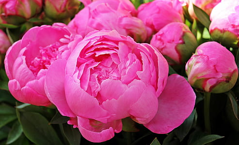 pink peony flowers blooming at daytime thumbnail