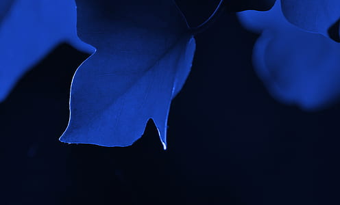 blue leafed plant on black background thumbnail