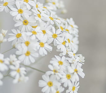 selective focus photography of white petaled flowers thumbnail