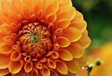 close-up photo of orange dahlia flower in bloom thumbnail