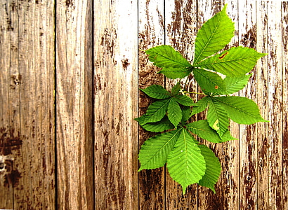 green leafed plant thumbnail