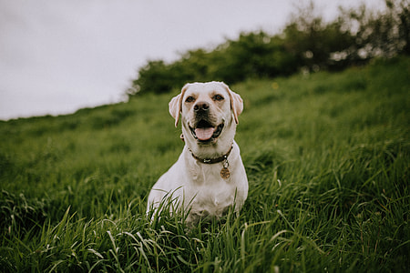 animal photography of short coated white dog wearing black collar while laying on green grass meadow during cloudy day thumbnail