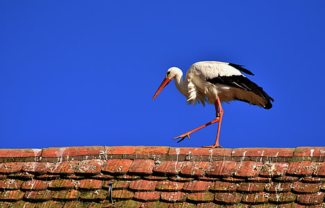 white and black stork on brick wall during daytime thumbnail