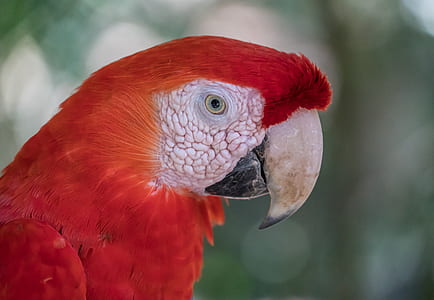 shallow focus photo of red Macaw parrot thumbnail