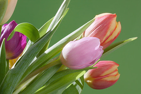 closeup photography of pink, orange, and purple tulip flowers thumbnail