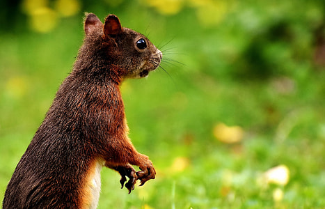 brown squirrel standing in selective focus photography thumbnail