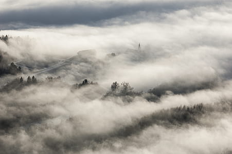 photography of forest full of fog thumbnail