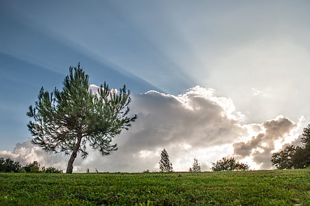 green leafed tree under blue sky thumbnail