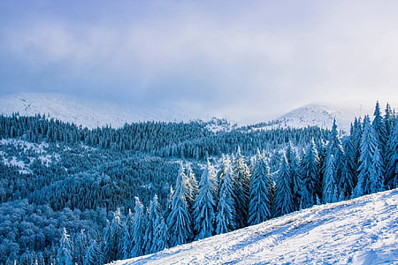 pine trees surrounded by snow thumbnail
