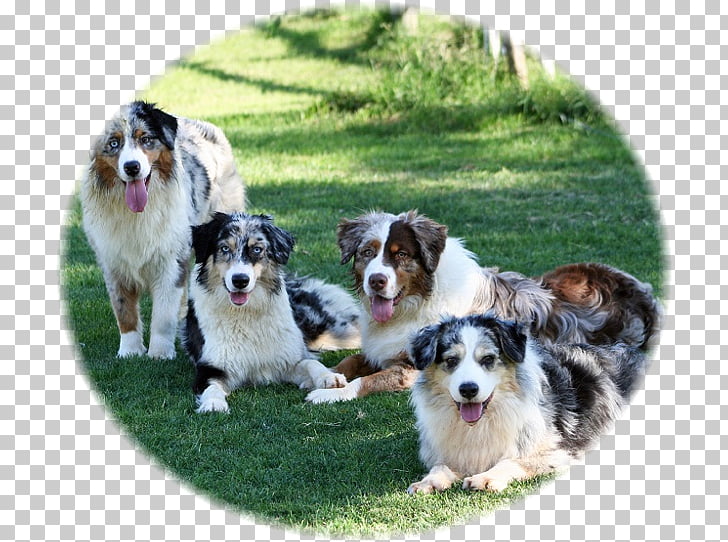 Dog Breed Australian Shepherd Miniature American Shepherd Rough