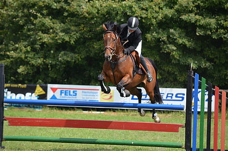 person riding brown horse jumping on rail thumbnail