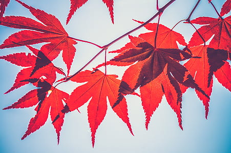 low-angle photography of red leafed plant thumbnail