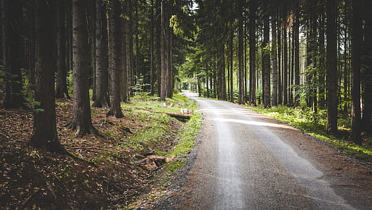 gray road with trees beside it thumbnail