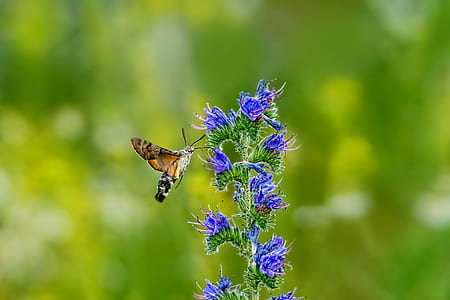 selective focus photography of brown hummingbird moth perching on purple petaled flower thumbnail